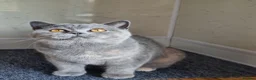British Shorthair cats for sale: Beautiful sweet blue cream British Shorthair  - Advert 2
