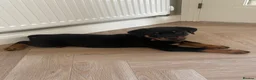 Rottweiler dogs for sale: Half Serbian Half German Rottweiler - Advert 5