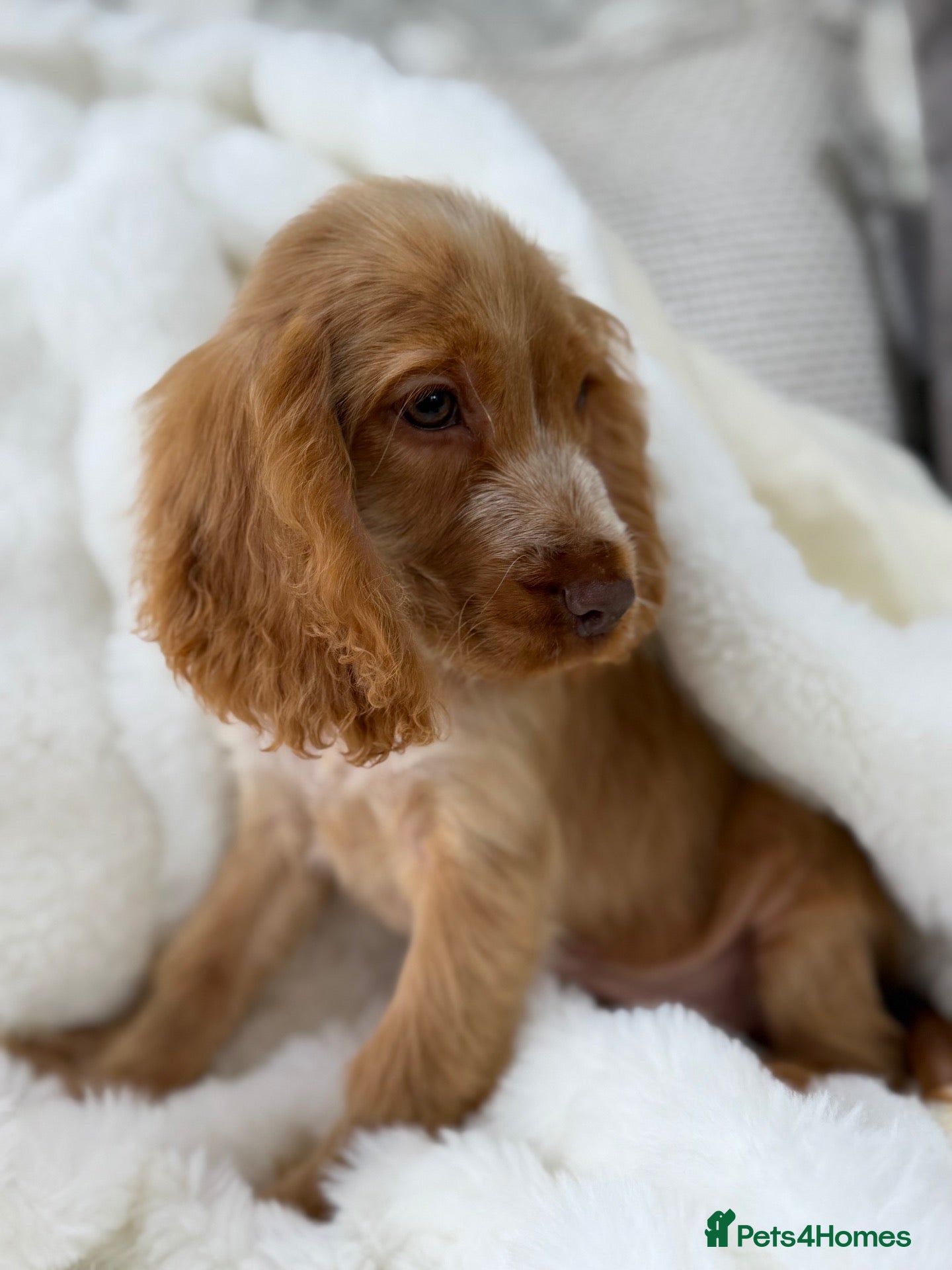 Cocker Spaniel dogs Show cocker spaniel boy puppies - Advert 1