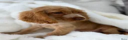 Cocker Spaniel dogs for sale: Show cocker spaniel boy puppies - Advert 26