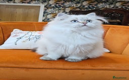 British Longhair cats for sale: Excellent Scottish straight Highland Kittens - Image 26