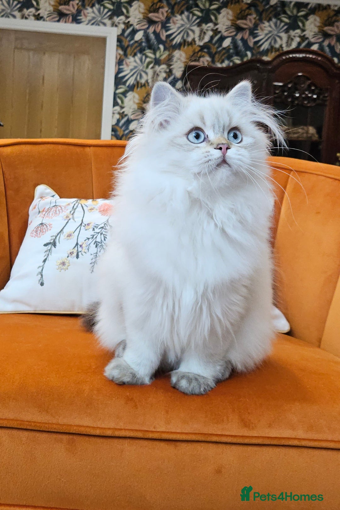British Longhair cats for sale: Excellent Scottish straight Highland Kittens - Image 26
