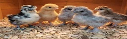 Chickens poultry for sale:  silkie chick's, polish chick's Available  - Advert 11