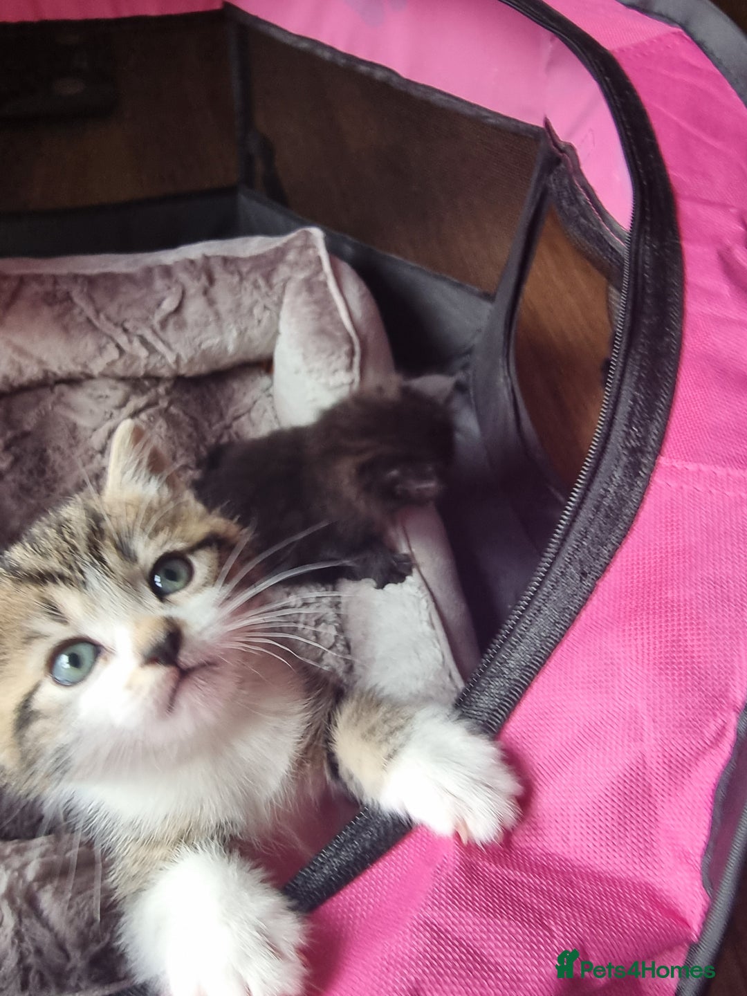 Domestic Shorthair cats for sale: Two adorable kittens, spoilt with love in Spalding - Image 3