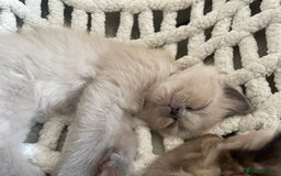 Ragdoll cats for sale: 5 Purebred kittens for SALE - Image 18