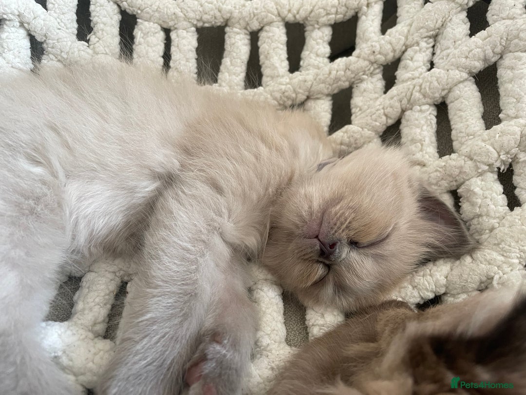 Ragdoll cats for sale: 5 Purebred kittens for SALE - Image 18