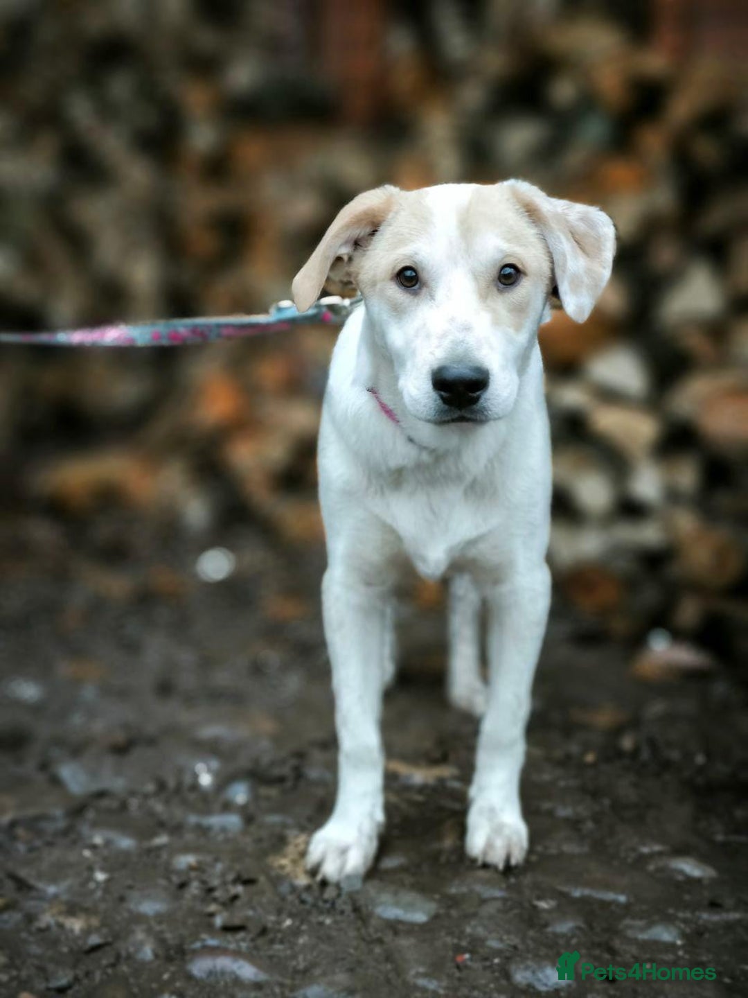 Mixed Breed dogs for adoption: 💙🐶 LEO 🐶💙 - Advert 10