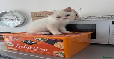 British Shorthair cats - Advert 4