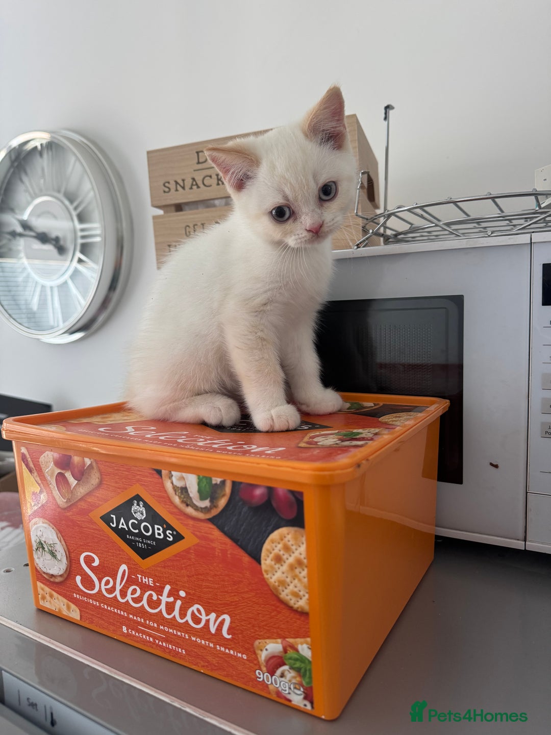 British Shorthair cats for sale: Pure British Shorthair Kittens only 1 left - Image 6