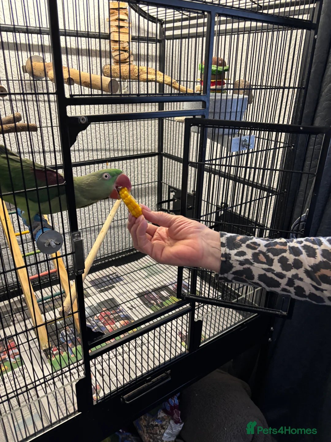 Parakeets birds for sale: Female Alexandrine, 2years old approximately  in Salford - Advert 2