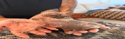 Sphynx cats for sale: Tica registered sphynx kittens  - Advert 11