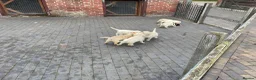 Labrador Retriever dogs for sale: Beautiful Labrador Puppies - Advert 12