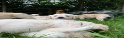 Golden Retriever dogs for sale: Mack/ Bryn Bach Golden X Evie/ Angel Annwyl - Advert 12