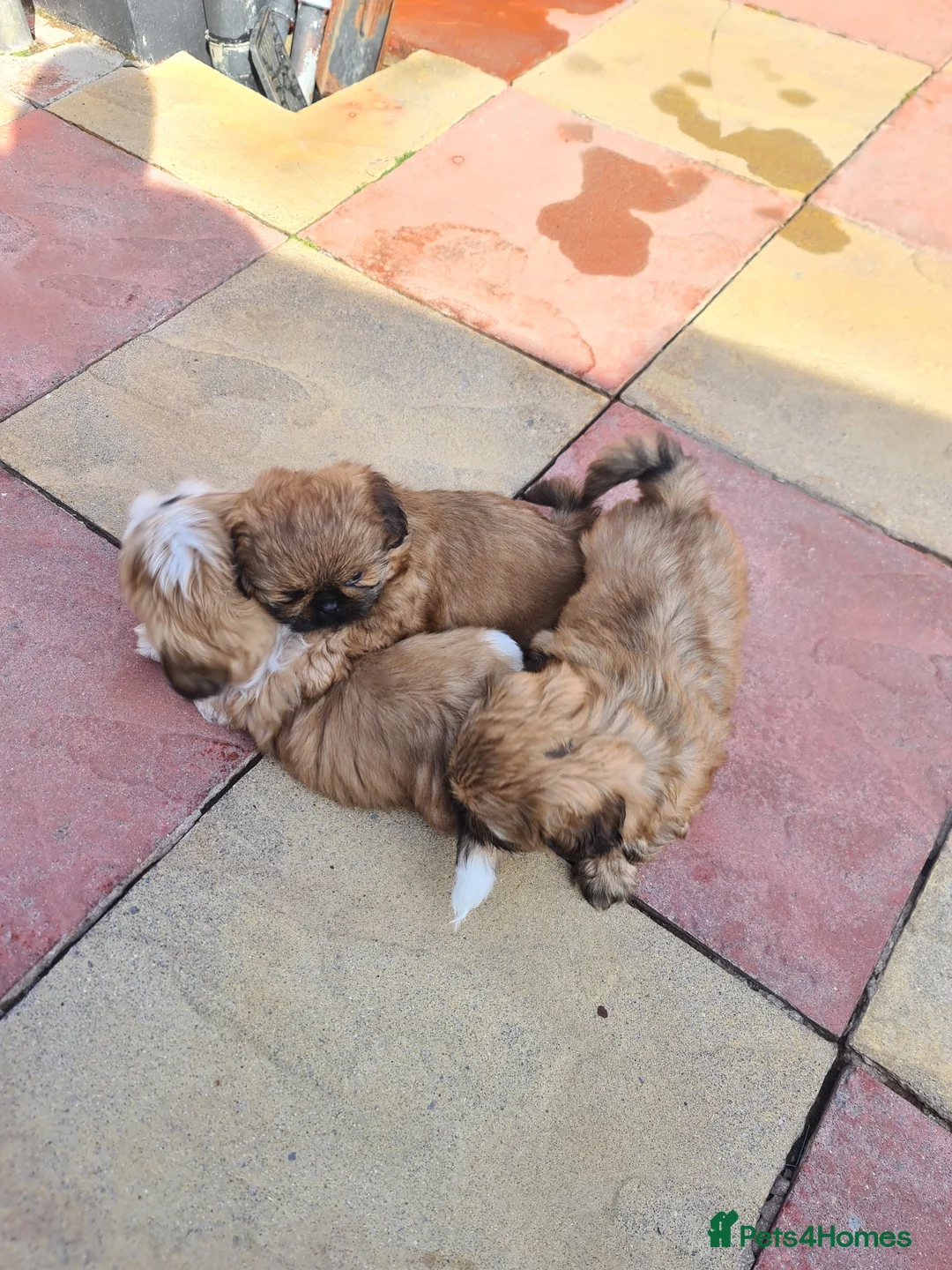 Shih Tzu dogs for sale: Beautiful shihtzu puppies 4 boys. - Advert 2