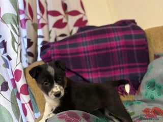Border Collie dogs Collie puppies - Advert 7