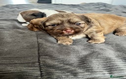 Shih Tzu dogs for sale: Absolutely beautiful shih tzu puppies - Image 11