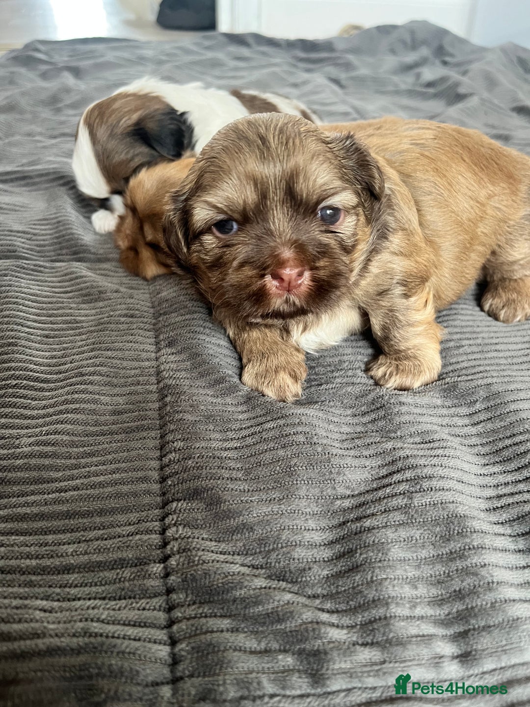Shih Tzu dogs for sale: Absolutely beautiful shih tzu puppies - Image 11