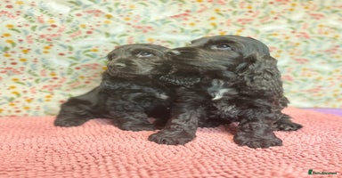 Cocker Spaniel dogs - Advert 15