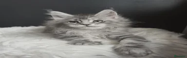 Maine Coon 1 Baccarat