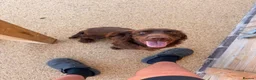 Cocker Spaniel dogs for sale: Kc registered cocker spaniel male  in Evesham - Advert 3