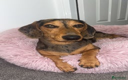 Miniature Dachshund dogs for stud: Our beautiful boy up for stud  - Image 3