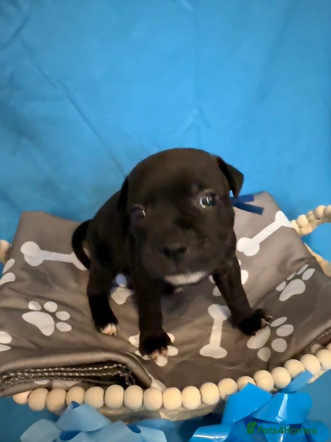 Staffordshire Bull Terrier dogs for sale: 🐾Beautiful chunky Staffies 🐾 - Image 10