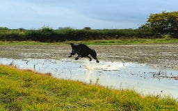Lurcher dogs for sale: Loving Home needed  - Image 3