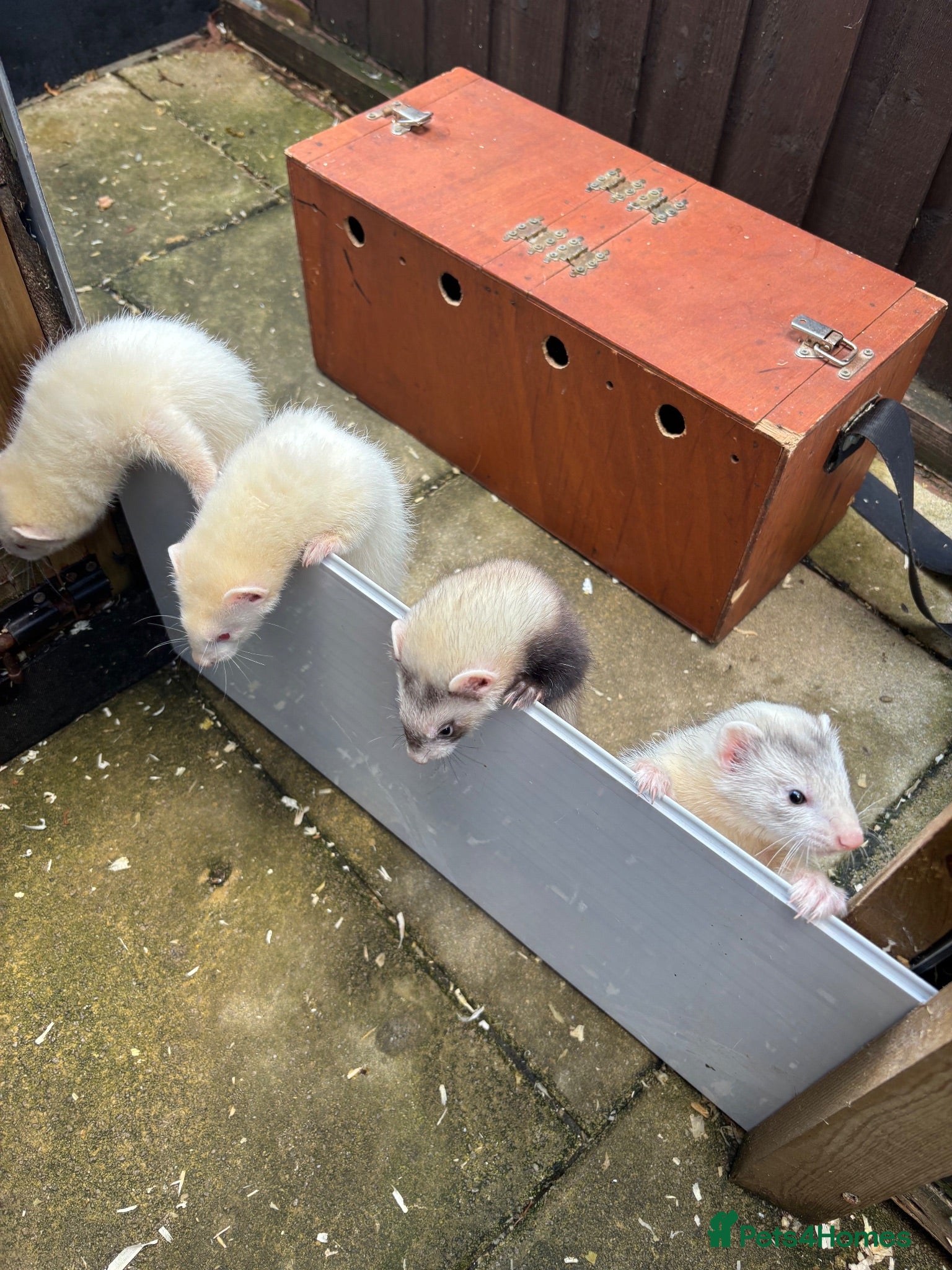 Ferret rodents Ferret kits - Advert 2