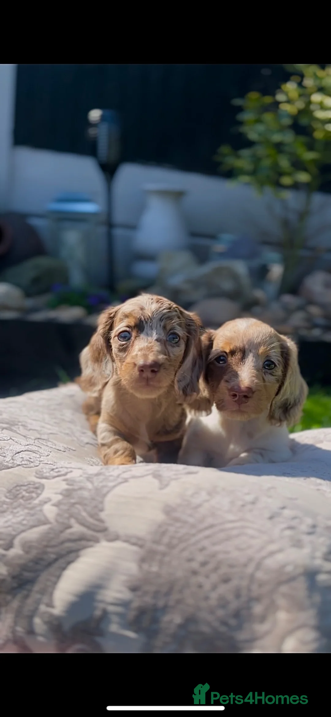 Miniature Dachshund dogs for sale: Stunning long haired miniature dachshunds  - Advert 1