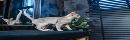 Abyssinian cats for sale: Silver Abyssinian Boy-READY NOW-Champion Line - Advert 11