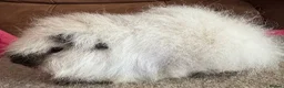 Guinea Pig rodents for sale: Guinea pig Alpaca boar 6 mths  - Advert 3