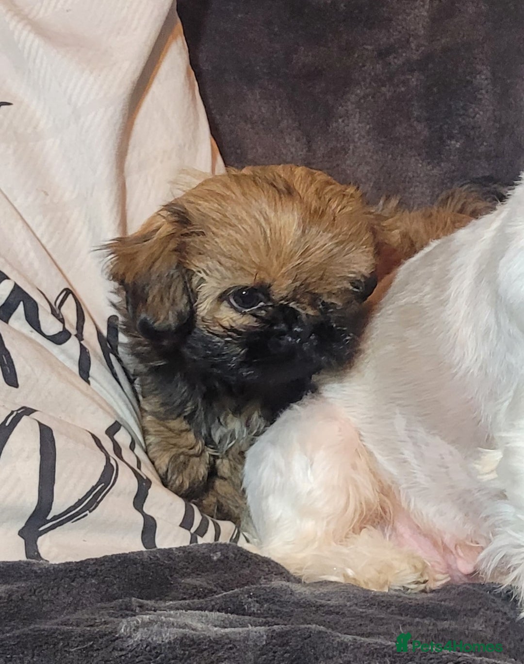 Shih Tzu dogs for sale: One beautiful little girl ready friday - Image 3
