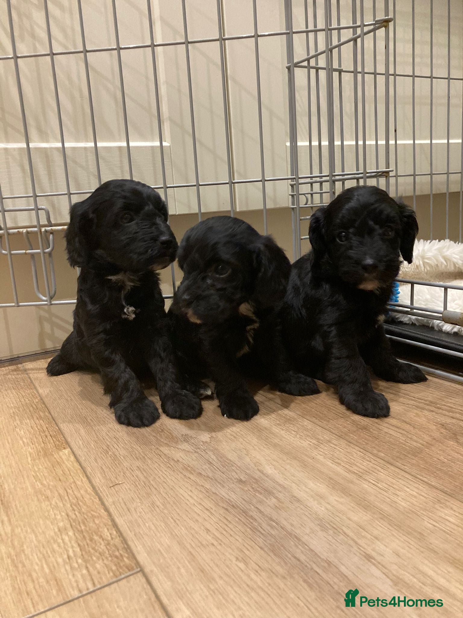 Cockapoo dogs (Tiny cockapoo puppies) only 1 girl now available  - Advert 4
