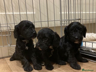 Cockapoo dogs Tiny cockapoo puppies - Advert 18