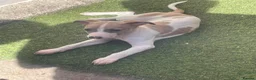 Whippet dogs for sale: Whippet pups  in Leyland - Advert 10