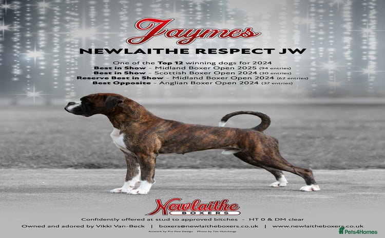Boxer dogs - Advert 1