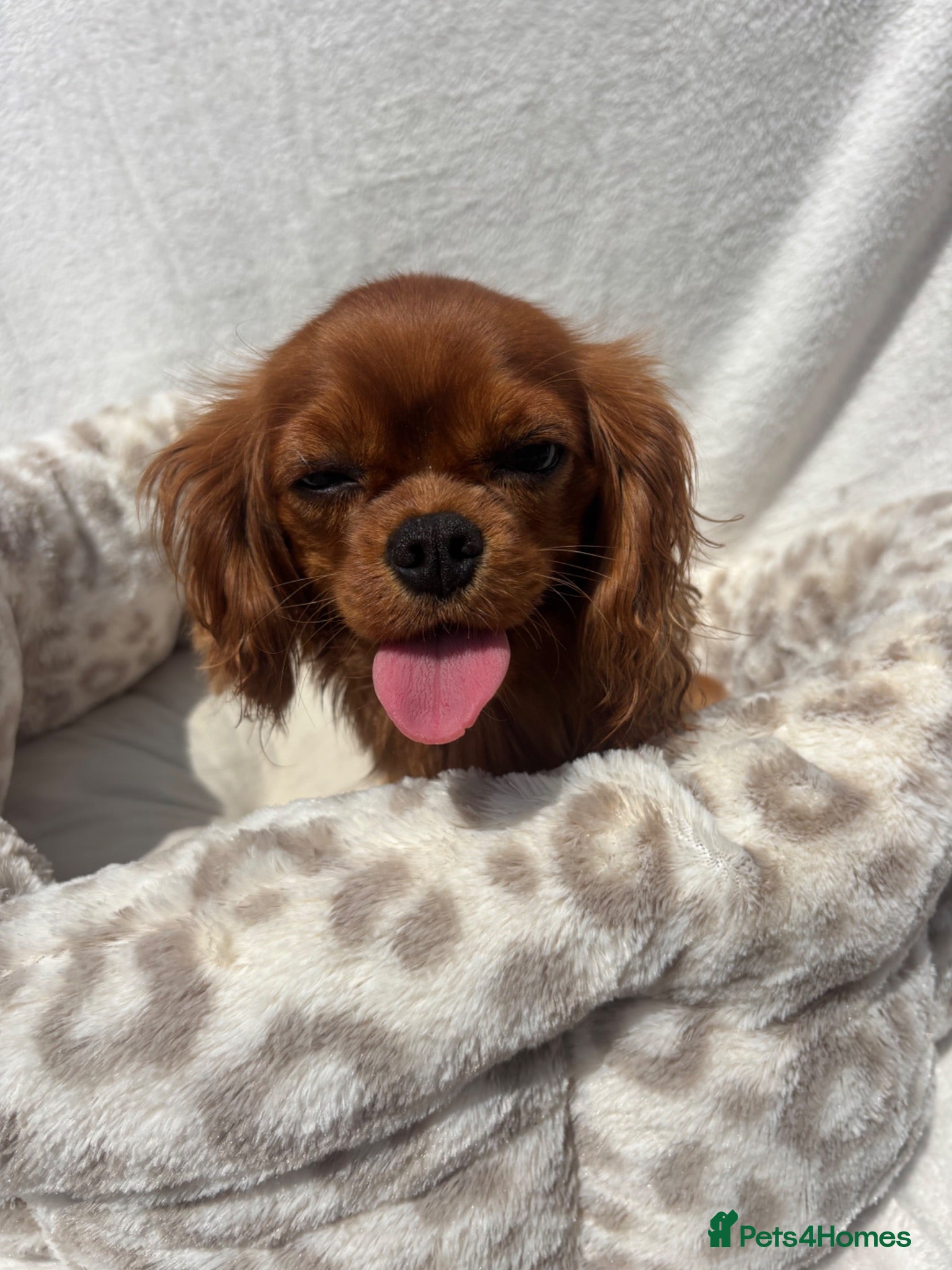 Cavalier King Charles Spaniel dogs Cavalier King Charles  - Advert 2