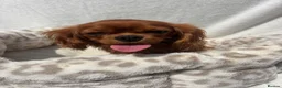 Cavalier King Charles Spaniel dogs for sale: Cavalier King Charles  - Advert 2