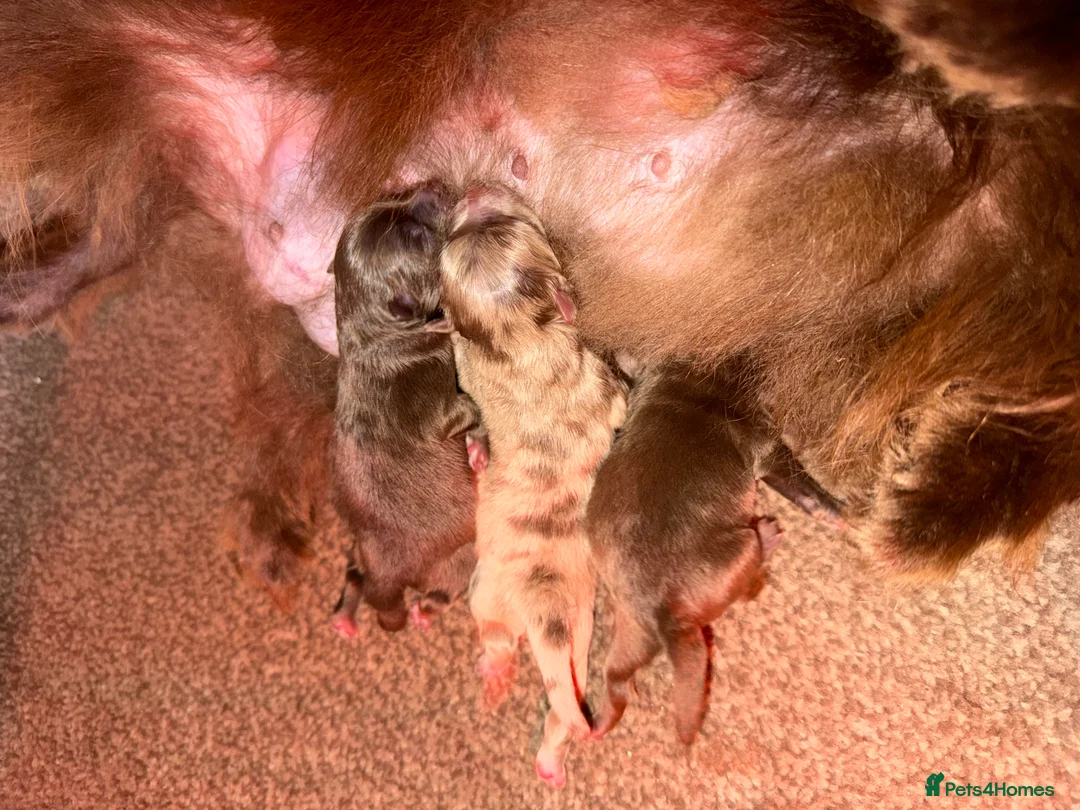 Pomeranian dogs for sale: 🍫🍫🤎CHOCOLATE POMERANIANS🤎🍫🍫 - Advert 2