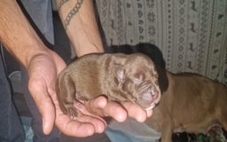 Mixed Breed dogs for sale: Top level Crossbreed pups - Image 2