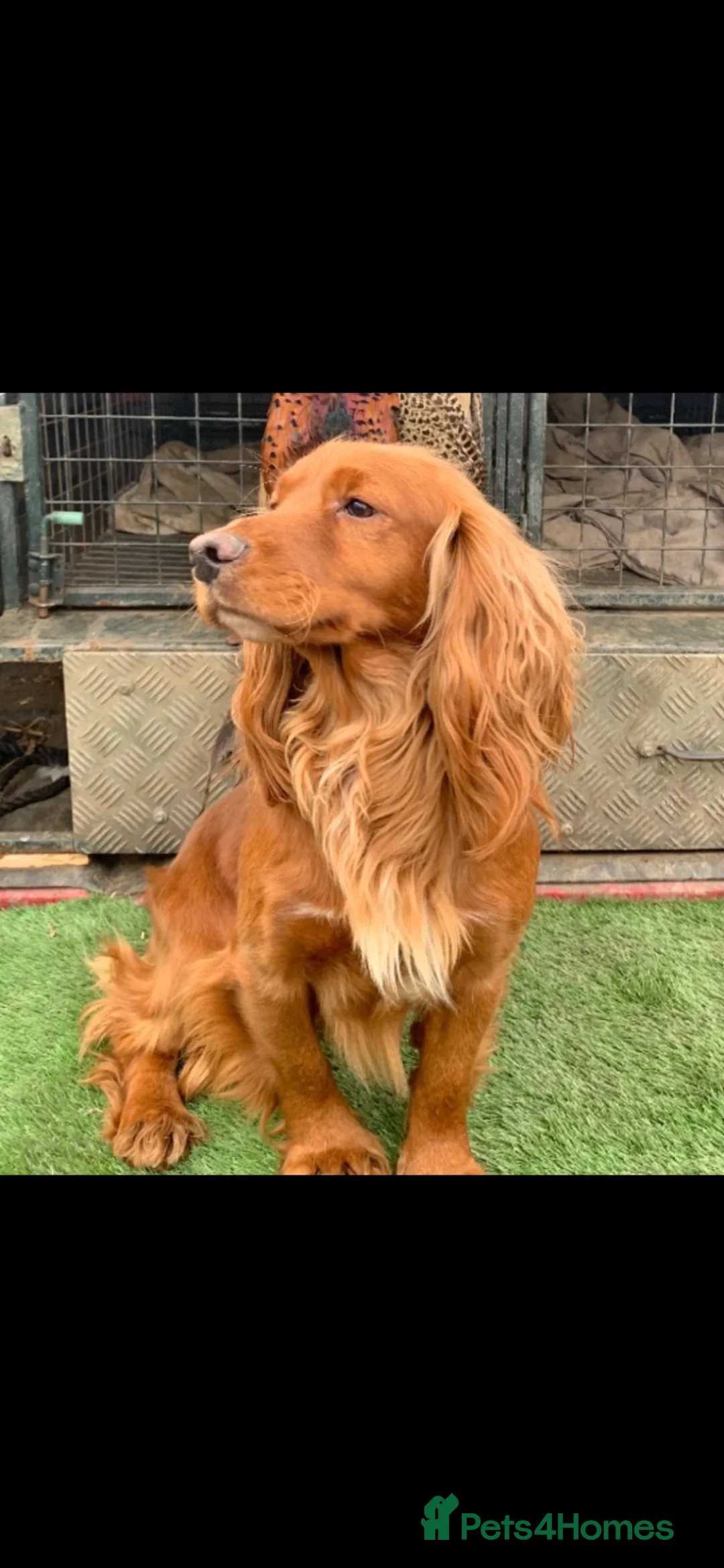 Cocker Spaniel dogs for sale: Kc working cocker spaniel  - Advert 6