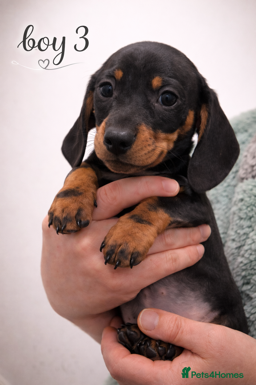 Dachshund dogs 3 Boys .Miniature Dashund🐶 - Advert 11