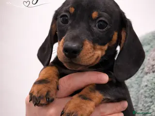 Dachshund dogs 3 Boys .Miniature Dashund🐶 - Advert 11