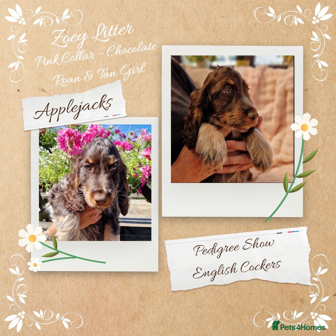 Cocker Spaniel dogs Roan Cocker Spaniel Puppies for Sale - Advert 1