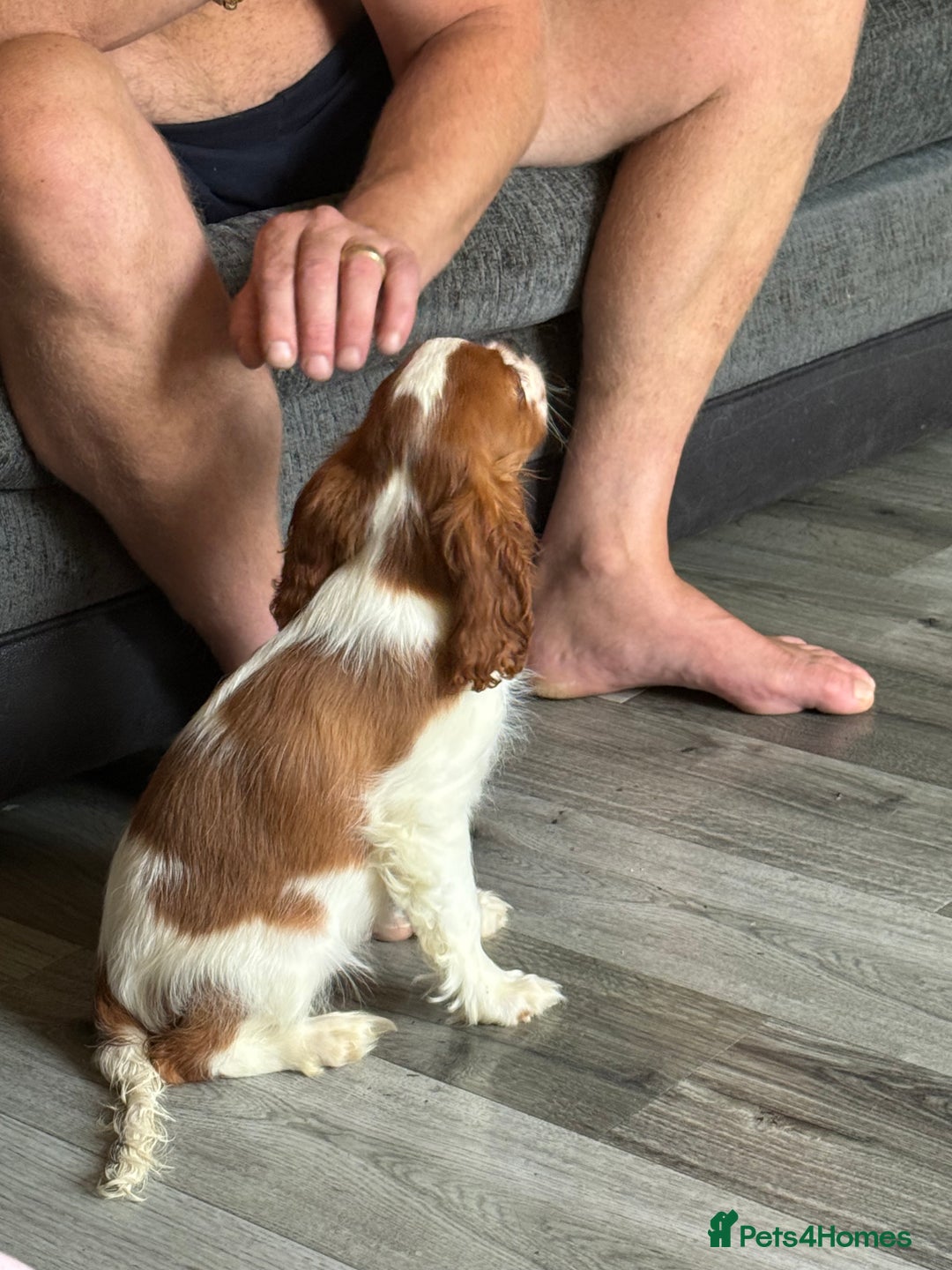 Cavalier King Charles Spaniel dogs for sale: Ready now Kennel club dna  clear cavalier puppies  - Image 12