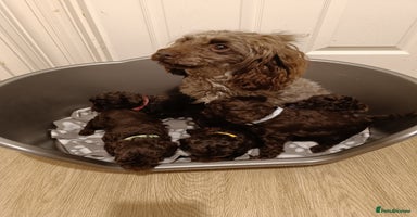 Toy Poodle dogs - Advert 8