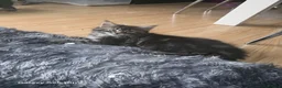 Maine Coon cats for sale: Ready now adorable maine coon Kittens 4bs & 1g - Advert 20
