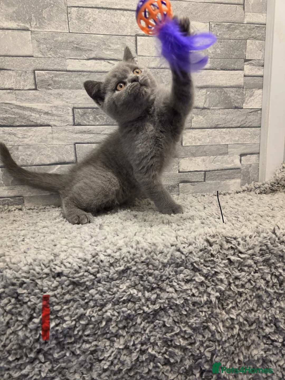 British Shorthair cats for sale: British short hair kittens  in Walsall - Advert 2