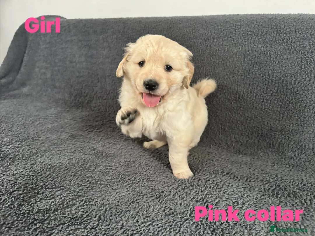 Golden Retriever dogs for sale: KC Registered Golden Retriever Puppies ready soon! - Advert 2