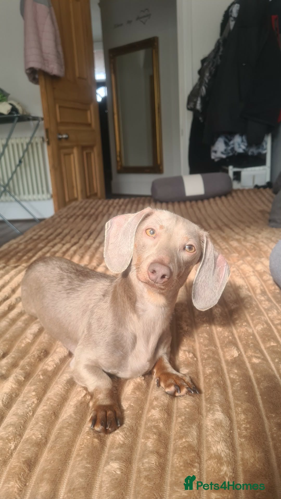 Miniature Dachshund dogs Isabella and tan female - Advert 17